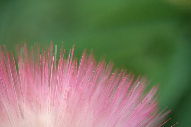 e0024081_1446152.jpg
