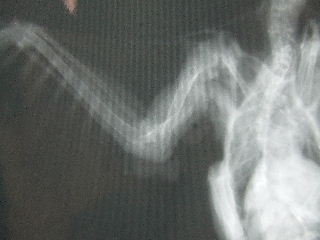 d0035420_15335562.jpg