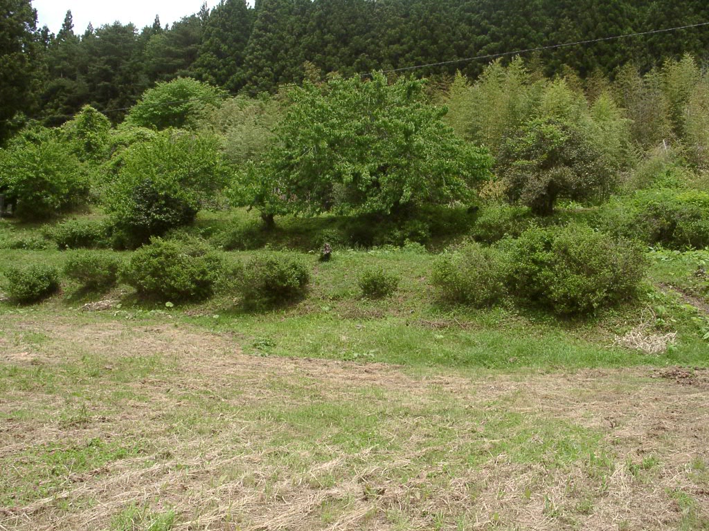 d0007735_10253529.jpg