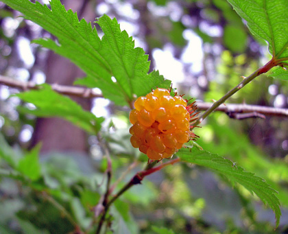 a0001354_22384578.jpg