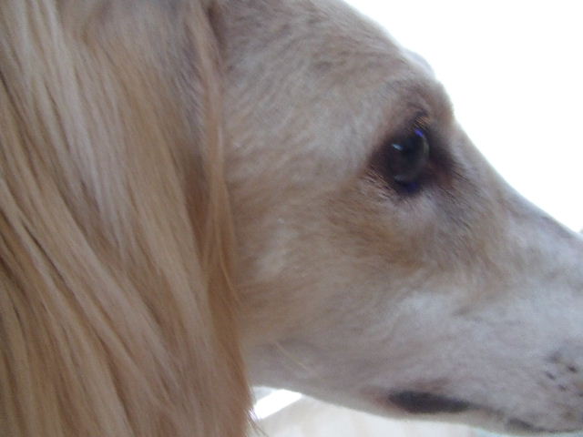 e0003270_19354770.jpg
