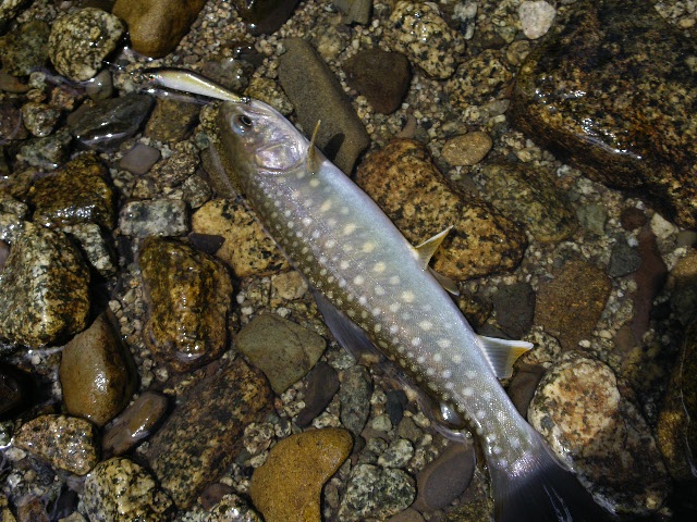 f0092492_823359.jpg