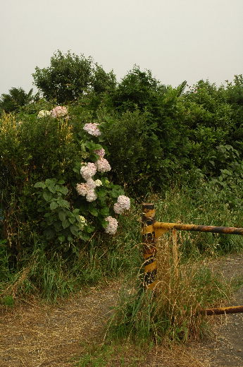 d0030597_15151.jpg