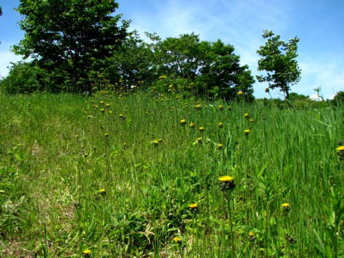 f0020302_12391330.jpg