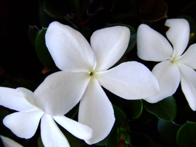 c0062603_15491310.jpg
