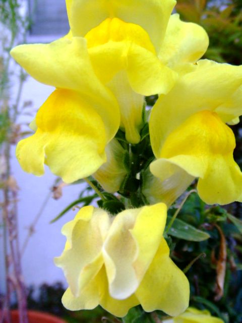 c0062603_15502260.jpg