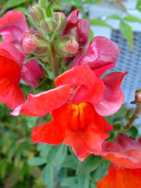 c0062603_15503985.jpg