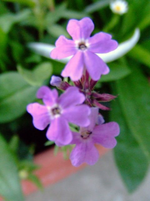 c0062603_1551199.jpg