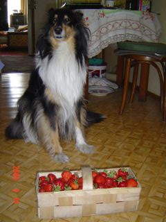 e0039206_3541081.jpg