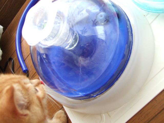 f0032020_218447.jpg