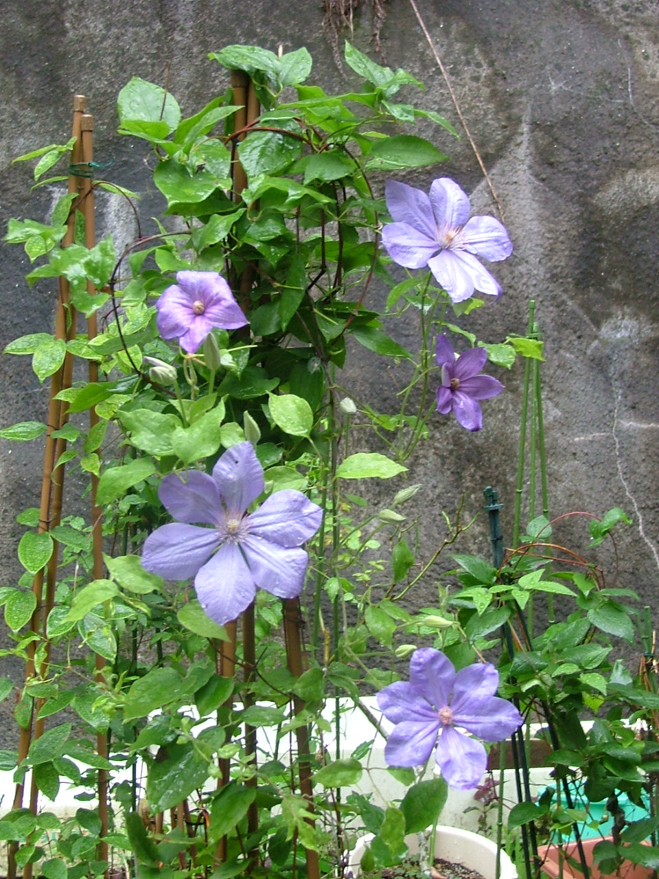 c0045227_23391356.jpg