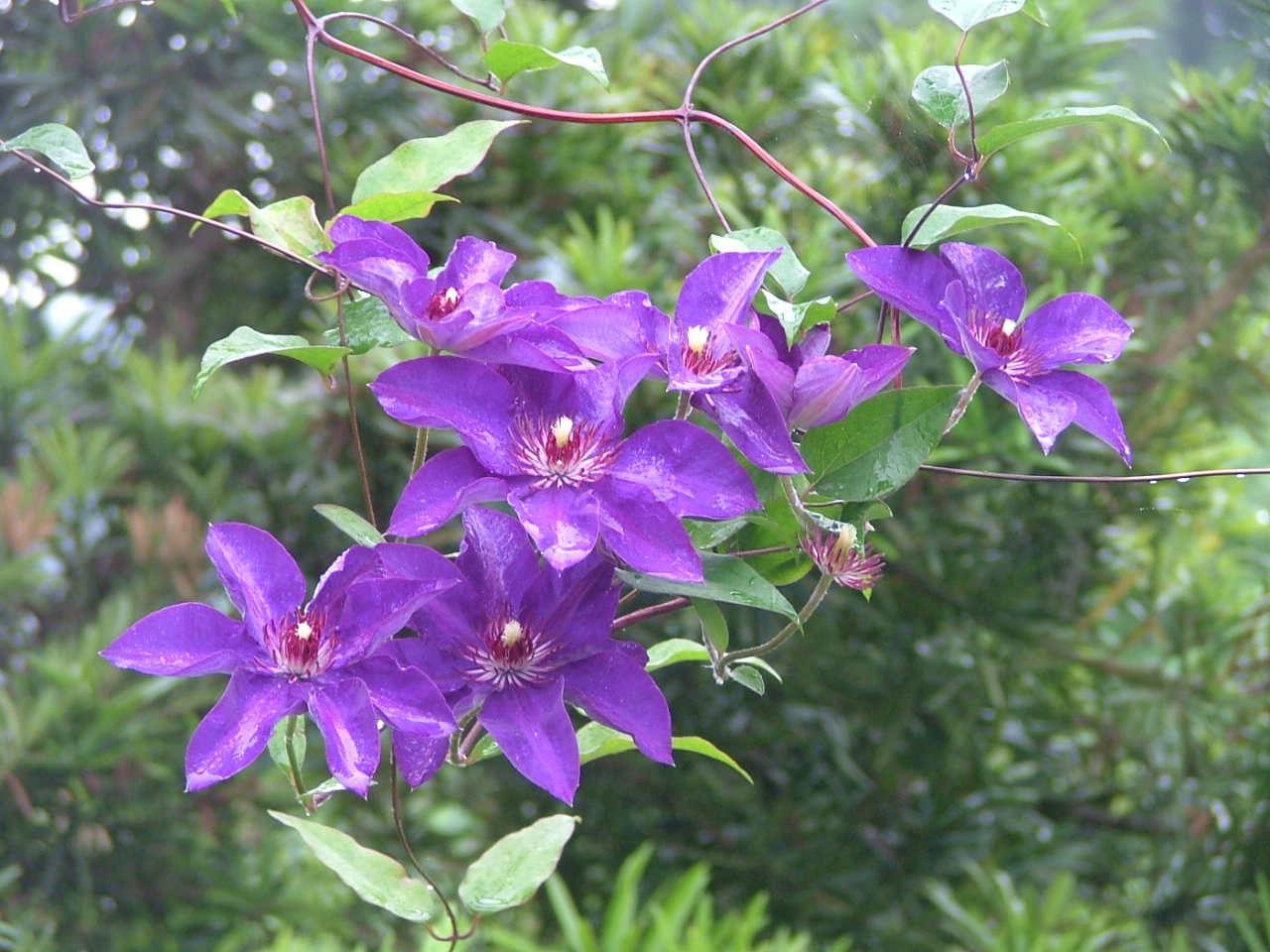 c0045227_23411237.jpg
