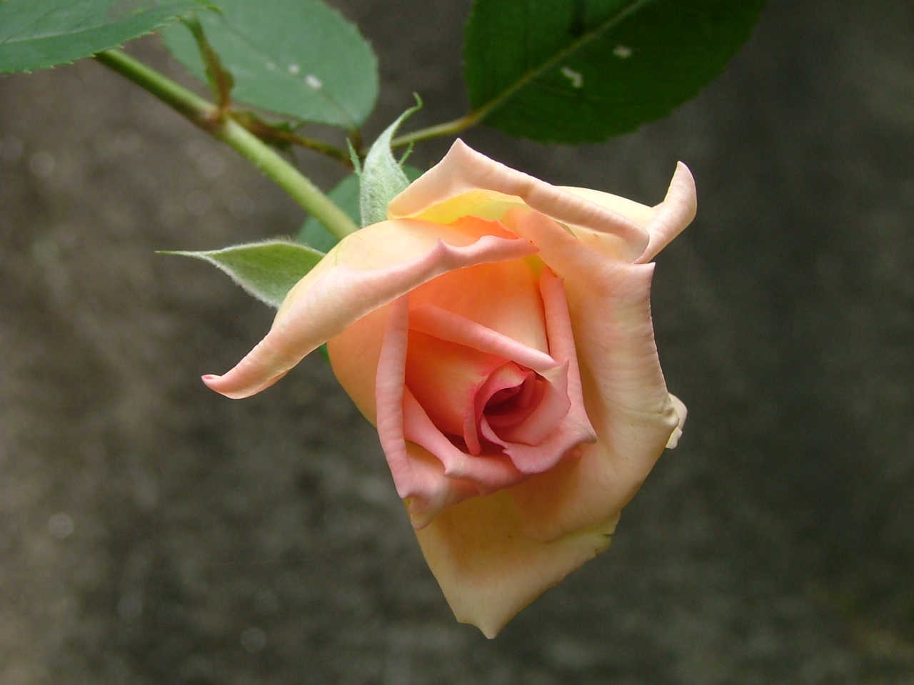 c0045227_23473091.jpg
