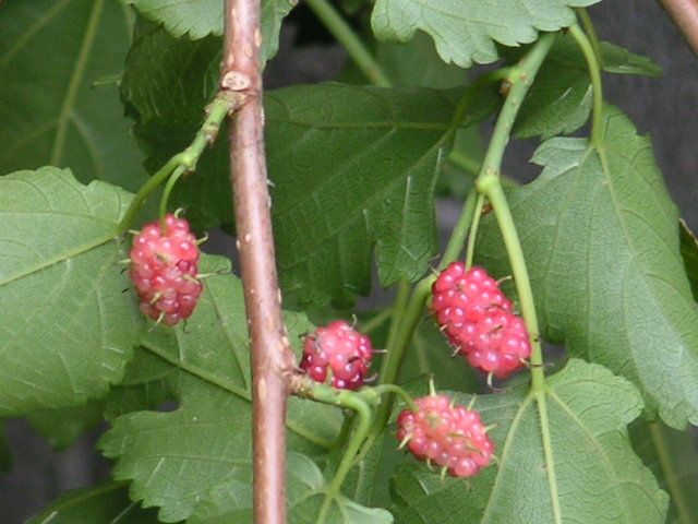 a0020929_10393228.jpg