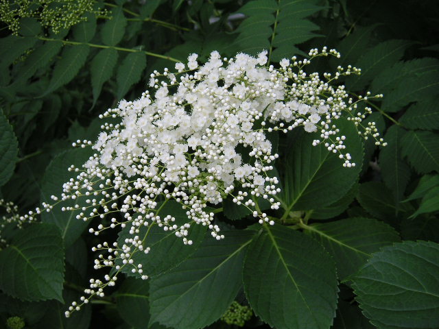 a0020929_10424467.jpg