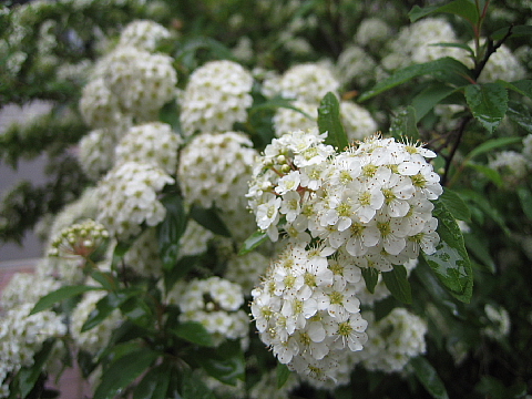 b0075046_825871.jpg