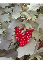 c0011446_16502042.jpg