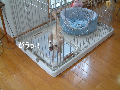 f0101658_2161115.jpg