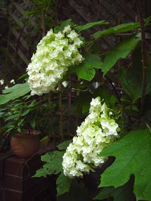 e0008586_2314416.jpg