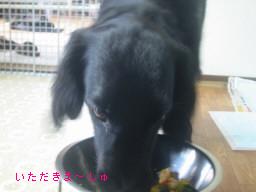 d0070289_1605316.jpg