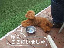 a0007906_16225561.jpg