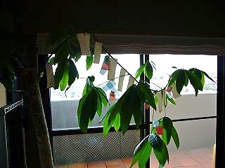 d0032019_21311317.jpg