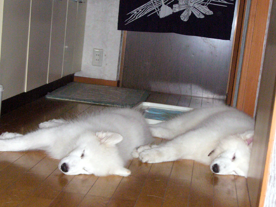 c0035838_0183245.jpg