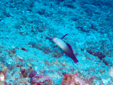 d0065247_230338.jpg