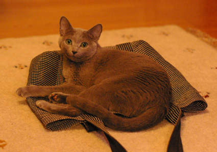 c0006748_334030.jpg