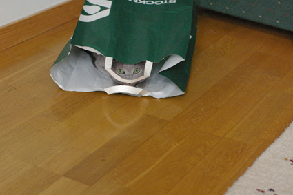 c0006748_342499.jpg