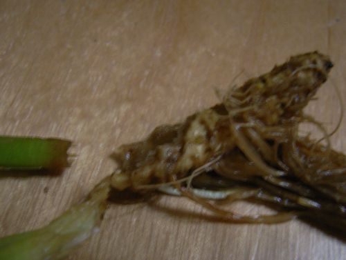 e0072757_040581.jpg