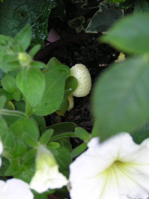 f0074659_23265776.jpg
