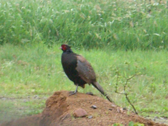 f0015261_15423983.jpg