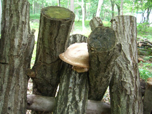 f0015261_1547697.jpg