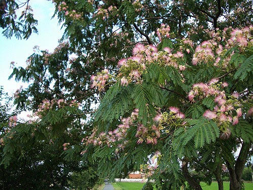 c0045882_2244731.jpg