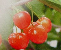 c0069988_174147.jpg