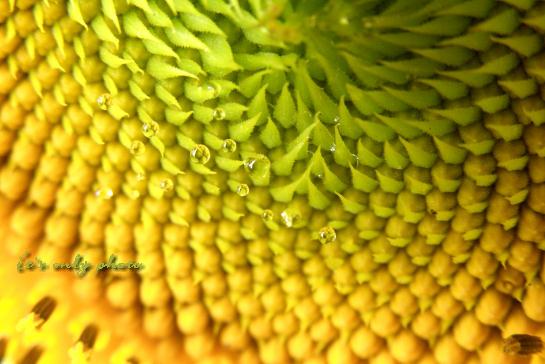 e0008800_15232172.jpg