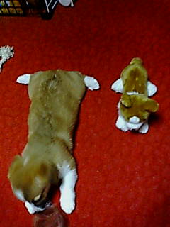 e0026017_6361350.jpg