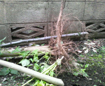 d0071228_6582622.jpg