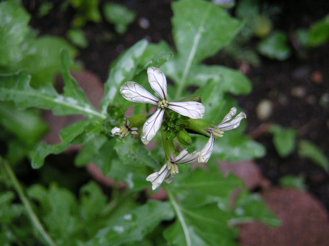 a0020929_933262.jpg