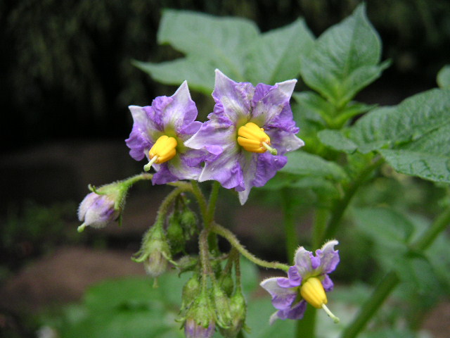 a0020929_936817.jpg