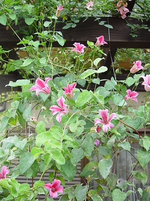 f0060535_092154.jpg