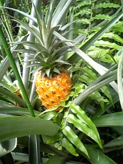 f0053847_2158233.jpg