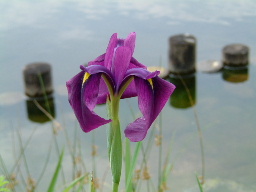 f0101658_23134721.jpg