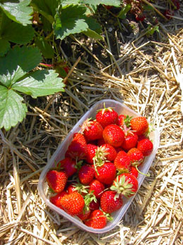 f0032969_1640494.jpg
