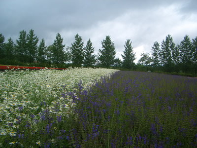 d0074578_22454198.jpg