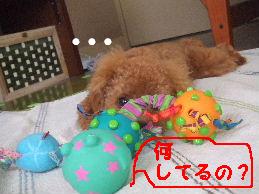 a0007906_8544233.jpg