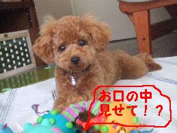 a0007906_8561630.jpg