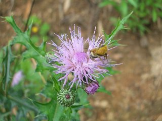 b0061107_23322766.jpg