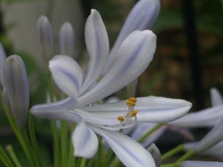 b0061107_97492.jpg